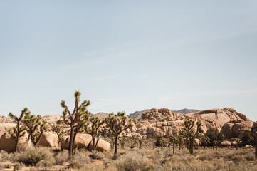 Naklejka premium Scenic view of Joshua Tree National Park in California with copy space