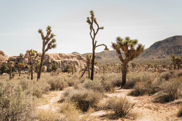 Joshua trees (Yucca brevifolia) surrounded by desert landscape