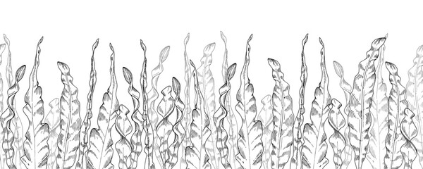 Seaweed Vector seamless Border. Hand drawn black and white background. Seaweed sketch on the bottom. Outline drawing of kelp. Under water plants illustration. Line art of algae. For bordering cards