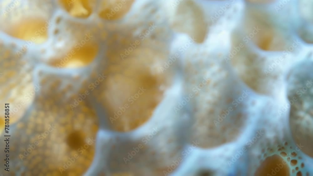 Poster at a higher magnification the translucent shell of a worm egg can be seen in detail. it has a honeyc