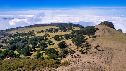 The majestic laurel tree rising from a green field in Madeira. The tree is tall and sprawling, with its dense leaves forming a green canopy over the ground.