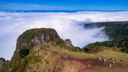 The majestic laurel tree rising from a green field in Madeira. The tree is tall and sprawling, with...