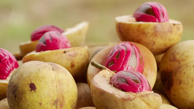 fresh nutmeg and mace spice harvest rotating, tropical produce