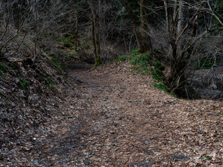落葉の積もった森の林道