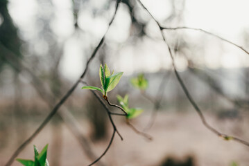 A branch of a tree with green buds