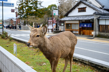 ciervos en nara japon