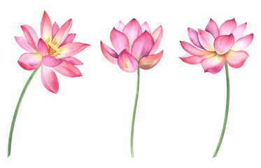A set of pink lotus flowers on an isolated background. The watercolor illustration is hand-drawn. Delicate water lilies for spa, zen design. Clipart for printing postcards.
