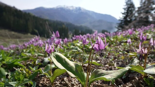 群生地で一斉に咲いたカタクリの花