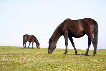 Two wild horses or mares are grazing in green meadows on blue sky background. Stray horses are fed....