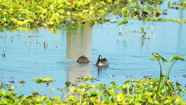 Blue winged teal duck male female pair dabbling and eating in Florida marsh wetlands 4k