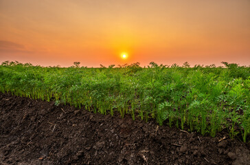 Beautiful sunset over a serene and peaceful carrot field in the rural agricultural landscape