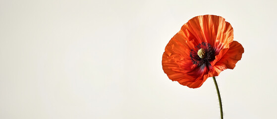 Minimal modern banner with single vibrant red poppy with delicate petals and dark center on a clean white background. Generative AI