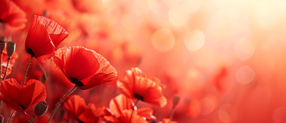 Luminous red poppy field with soft bokeh background.   Summer banner with copy space. Generative AI - obrazy, fototapety, plakaty