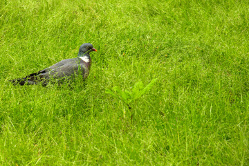 Common Wood Pigeon in green land of London