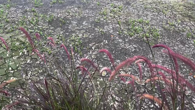 setaria verticillata grass over dry mud