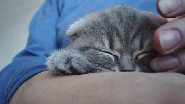 A person strokes a sleeping kitten. Close-up of the animal's face. Cat breed - Scottish Fold