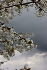 Close-up of Cherry branches with withe flowers against stormy sky. Prunus avium