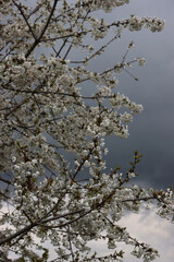 Cherry tree in bloom with flowers on tree against stormy sky Springtime background with selective focus. Prunus avium