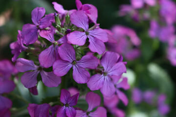 Close-up of pink flowers of Lunaria annua plant in the garden. Also called Silver dollar, Dollar...
