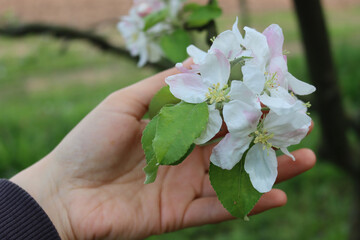 Farmer’s hand holding Apple branch with beautiful white blossoms and flowers. Springtime in the orchard