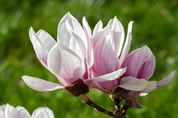 Branches de magnolia à fleurs roses au printemps dans un jardin