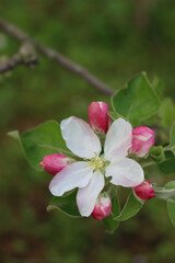 Fototapeta na wymiar Close-up of pink and white apple flowers and blossom on branch on springtime. Malus domestica in the orchard