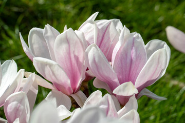 Branches de magnolia à fleurs roses au printemps dans un jardin