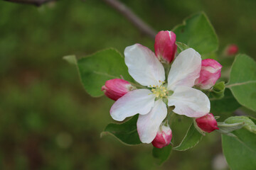 Close-up of pink and white apple flowers and blossom on branch on springtime. Malus domestica in the orchard