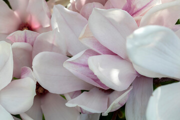 Fototapeta na wymiar Ensemble de pétales de magnolia rose au printemps