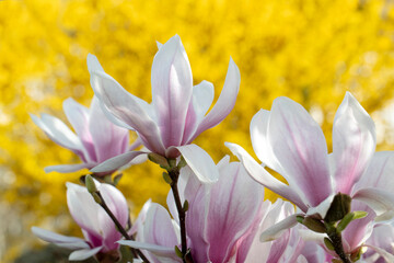 Fleurs rose de magnolia au printemps sur fond de forsythia jaune