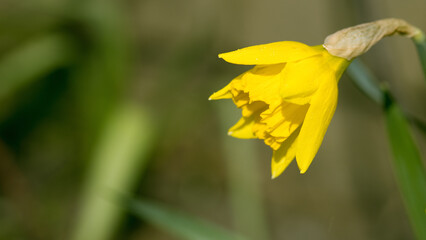 Bright yellow daffodil in a garden