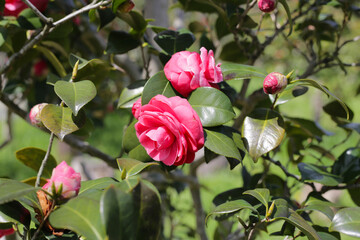 Beautiful camellia flower on tree. The Expo 70 Commemorative Park, Osaka, Japan
