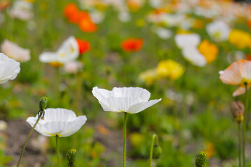 Beautiful poppy flower garden. The Expo 70 Commemorative Park, Osaka, Japan