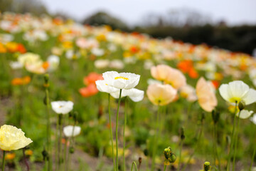 Beautiful poppy flower garden. The Expo 70 Commemorative Park, Osaka, Japan