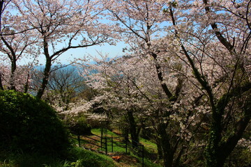 赤穂東御崎公園の桜