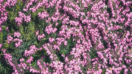 Pink heather in the close up view