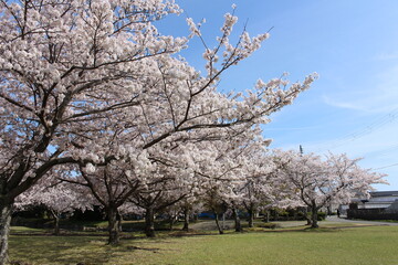 Fototapeta premium 赤穂東御崎公園の桜