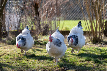 Coq sussex et poules dans un jardin avec soleil au printemps