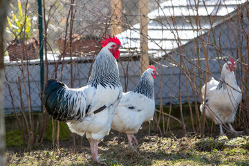Coq sussex et poules dans un jardin avec soleil au printemps