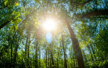 Wald Froschperspektive Sonne - 781874084