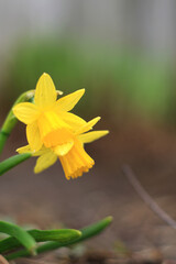 beautiful yellow daffodil flowers