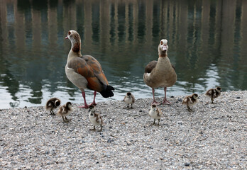 A family of ducks at the Hofvijver pond in The Hague, Netherlands