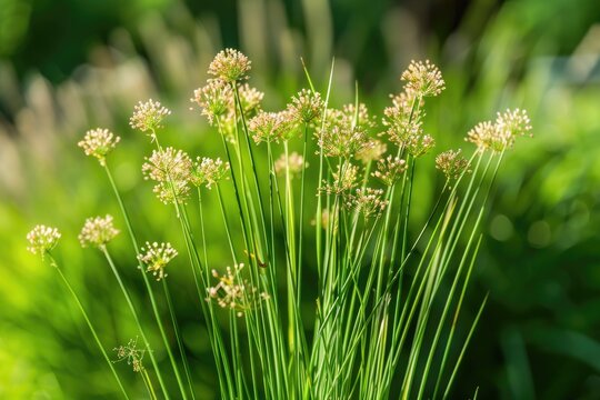 Blossoming Juncus Effusus Plant of the Family Juncaceae - Selective Focus Nature Shot with Floral Blurred Background