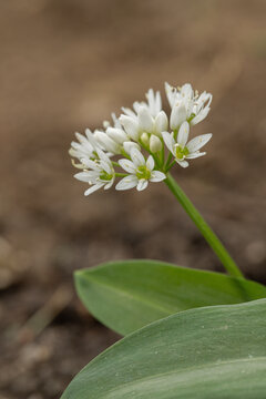 Inflorescence of wood garlic (Allium ursinum).