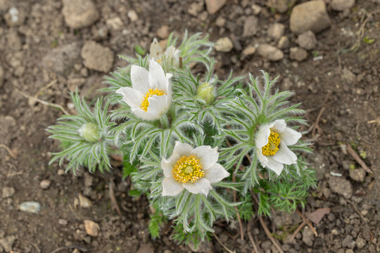 Habit of a white pasque flower (Genus Pulsatilla) with typical pubescent leaves.