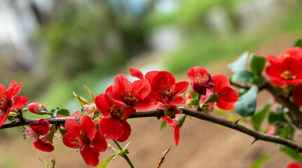 빻갛게 핀 명자나무 꽃(명자화)