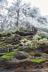 View over sandstone overgrown with moss to snow-covered and frost-covered trees