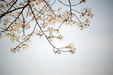 cherry blossoms,Spring banner