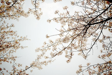 cherry blossoms,Spring banner