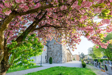 blooming cherr tree in front of church of lorch in enns, upper austria